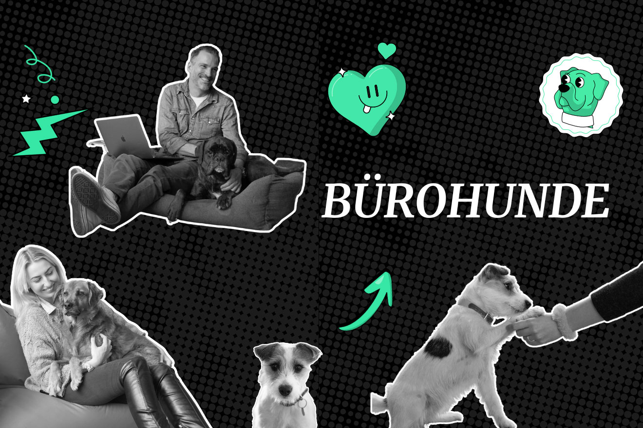 Bürohunde: Vier Pfoten fürs Betriebsklima